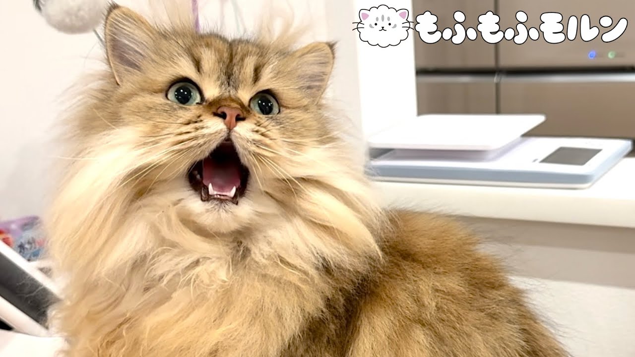 思いがけず猫の成長を見た日 【サイベリアン】