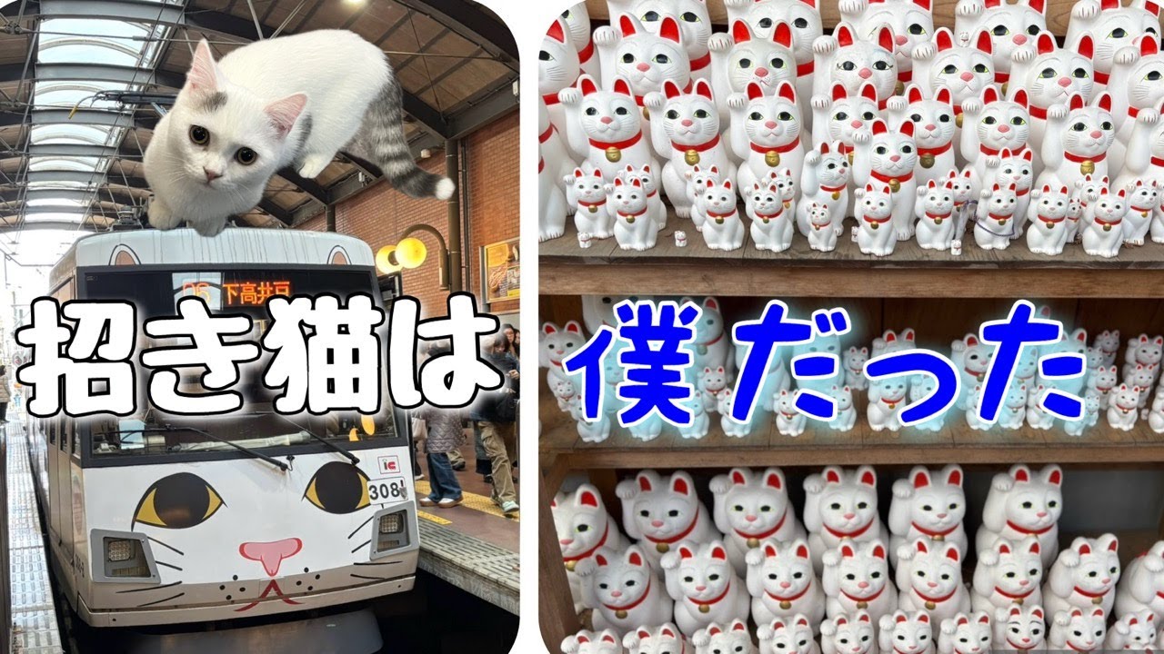 マンチカン|幸福の招き猫電車~豪徳寺へ[Munchkin]