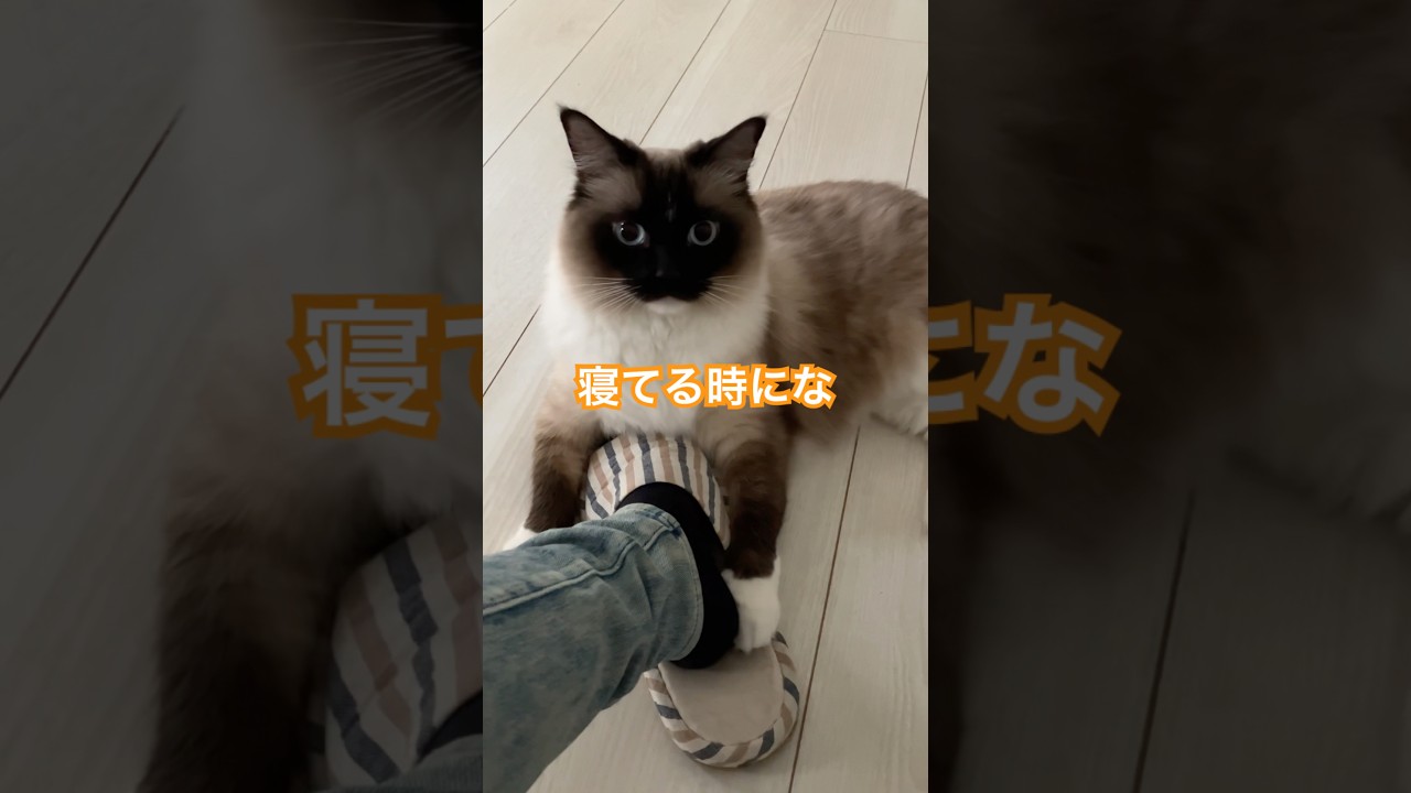 主に訴える猫さん #ragdolls #cats #shorts #ラグドール #猫のいる暮らし #猫動画 #ショート