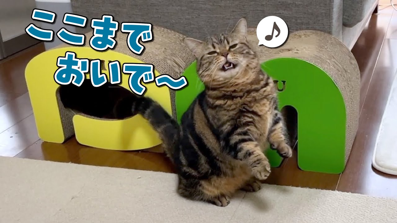 追うよりも追われたいツンデレ猫に家族全員振り回されてます…！