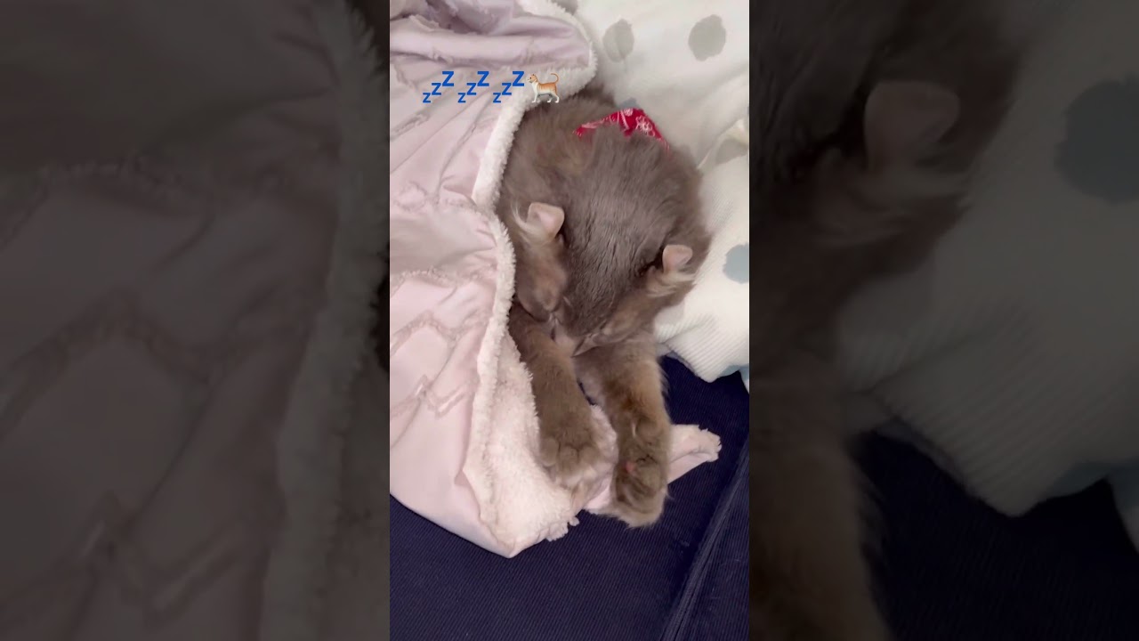 猫動画 #shorts おはようございます #アメリカンカール 里親募集で迎え入れた猫の日常
