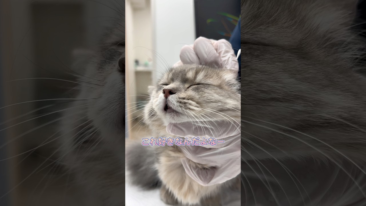 耳掃除が大好きなマンチカン