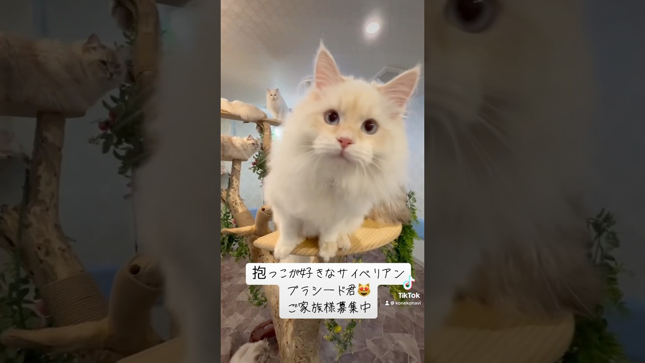 抱っこができる#サイベリアン の#子猫 😻世界チャンピオン血統のプラシード君🤴かなり珍しいカラー。カメオ・クリーム(レッド・シルバー)のお色。ご家族様募集中です。　#ペットショップ
