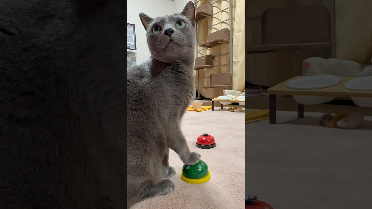 【ロシアンブルー】めろんいつも通りすぎるおねだり姿です🤗【猫】#shorts