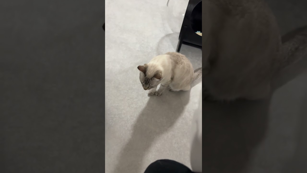 鳴き声が可愛いね〜　#シャムトラ #元保護猫 #シャムミックス  #cat #猫耳 #kitten  #猫耳 #siamesemix
