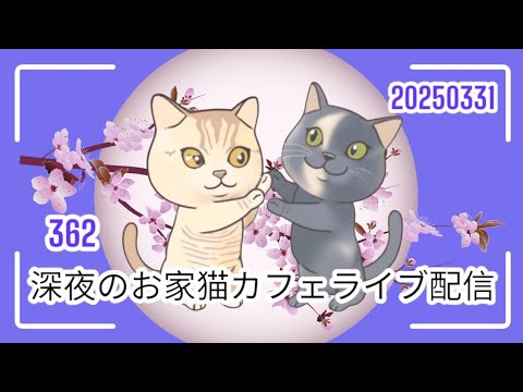 深夜のお家猫カフェライブ配信 ３６２