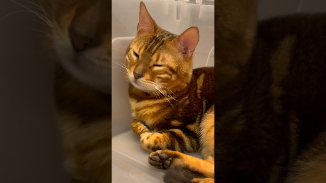 【収納ボックス】固くていまいちなんだか、とりあえず使ってみたら、それなりだった件。 #ベンガル #cat #猫のいる暮らし #shorts #多頭飼育