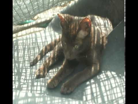 havana brown cats cost