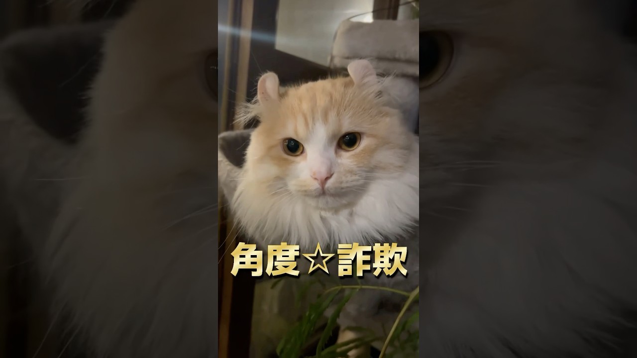 上から撮ればイケメン？ #猫 #キンカロー #マンチカン  #短足部 #cat