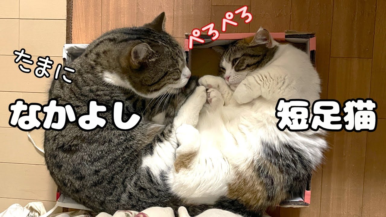 グルーミングする仲良し猫が可愛い