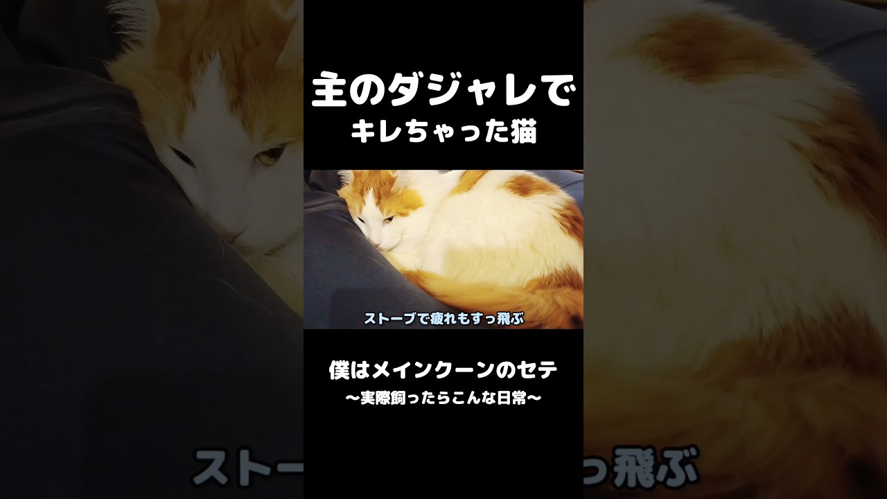 冷める猫 #猫 #猫のいる暮らし #メインクーン