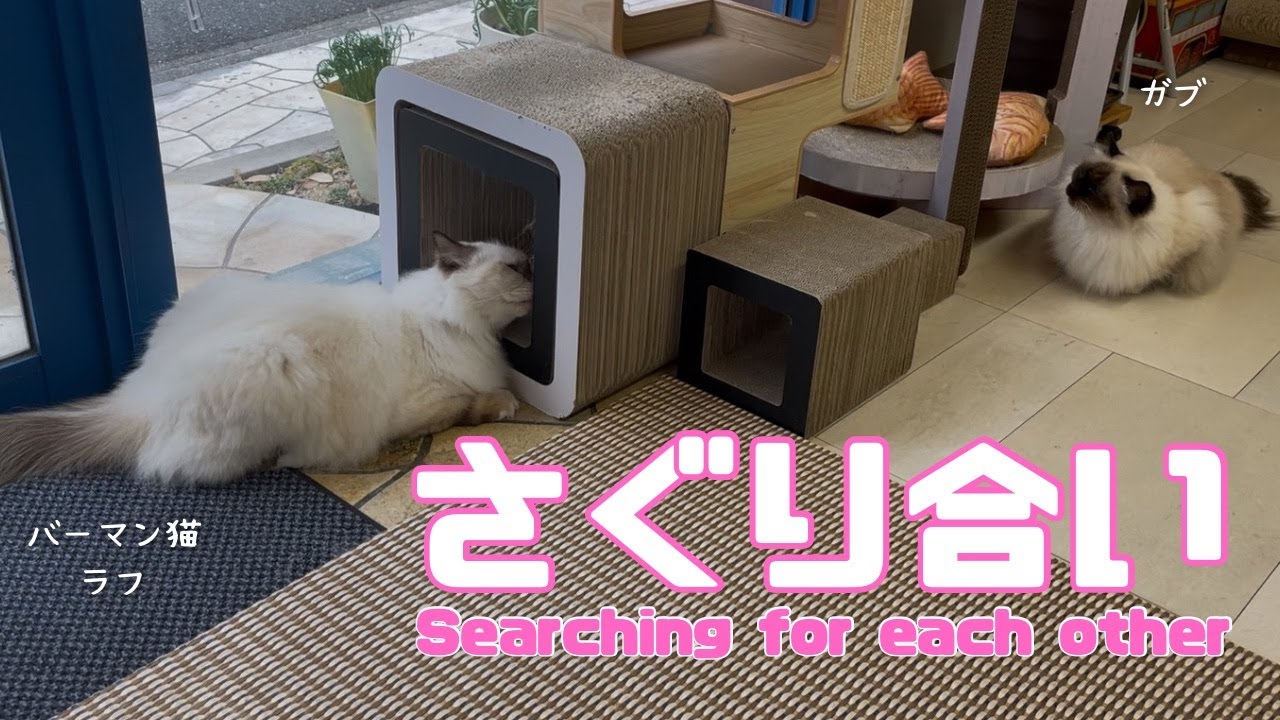 バーマン猫ラフとガブ【さぐり合い】Searching for each other（バーマン猫）Birman/Cat