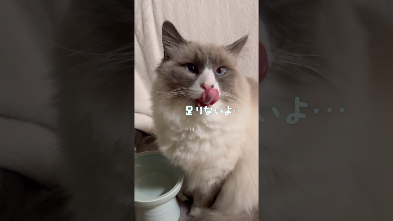 サイベリアン猫のルーティン #shorts #サイベリアン #cat