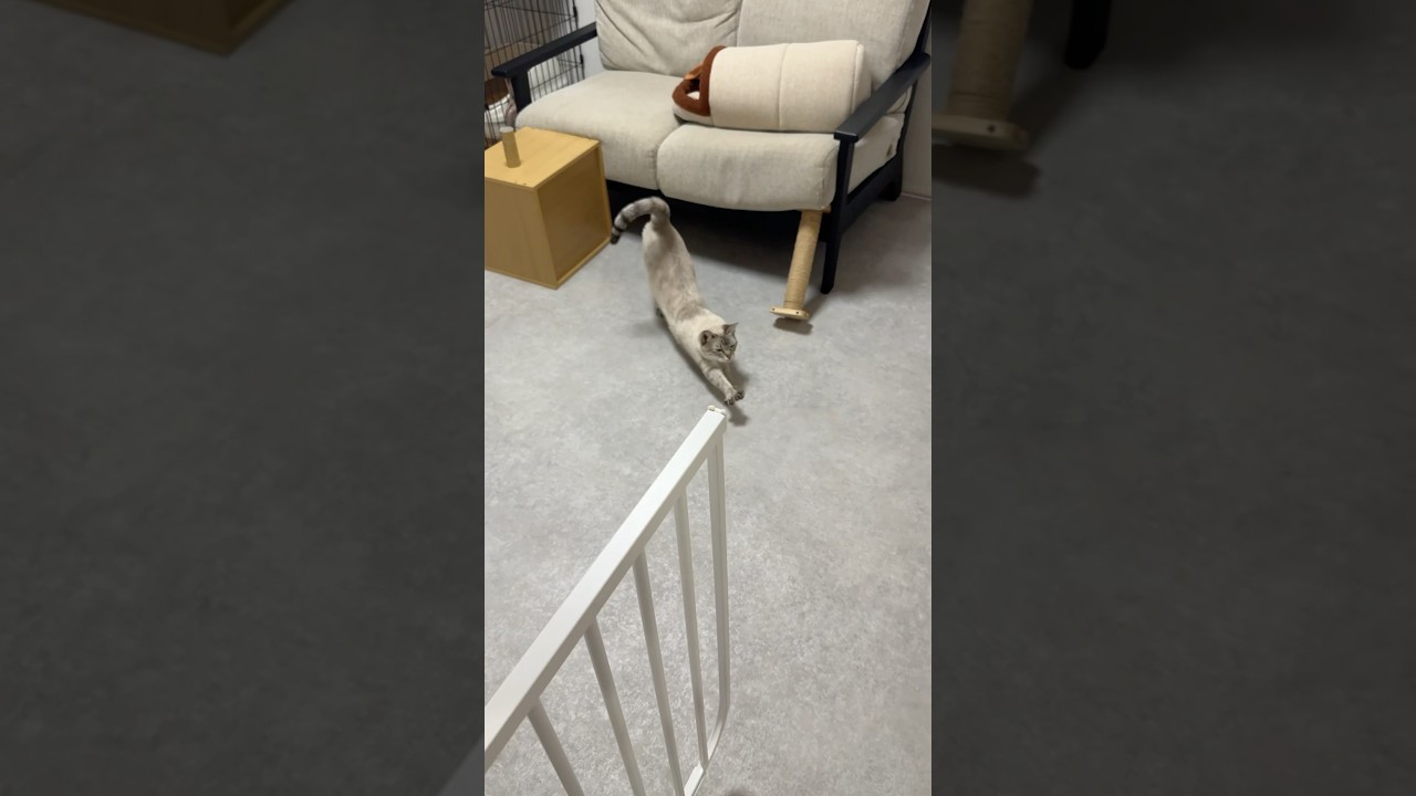 寝起きに甘えてくる猫　#シャムトラ #元保護猫 #シャムミックス  #cat #猫耳 #kitten  #猫耳 #siamesemix