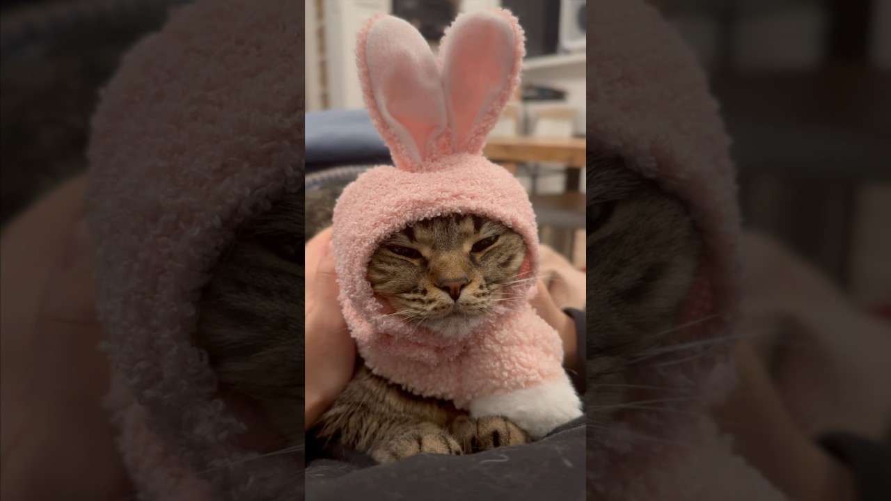 うさ耳猫に悶絶する飼主たちwww #shorts #猫 #cat