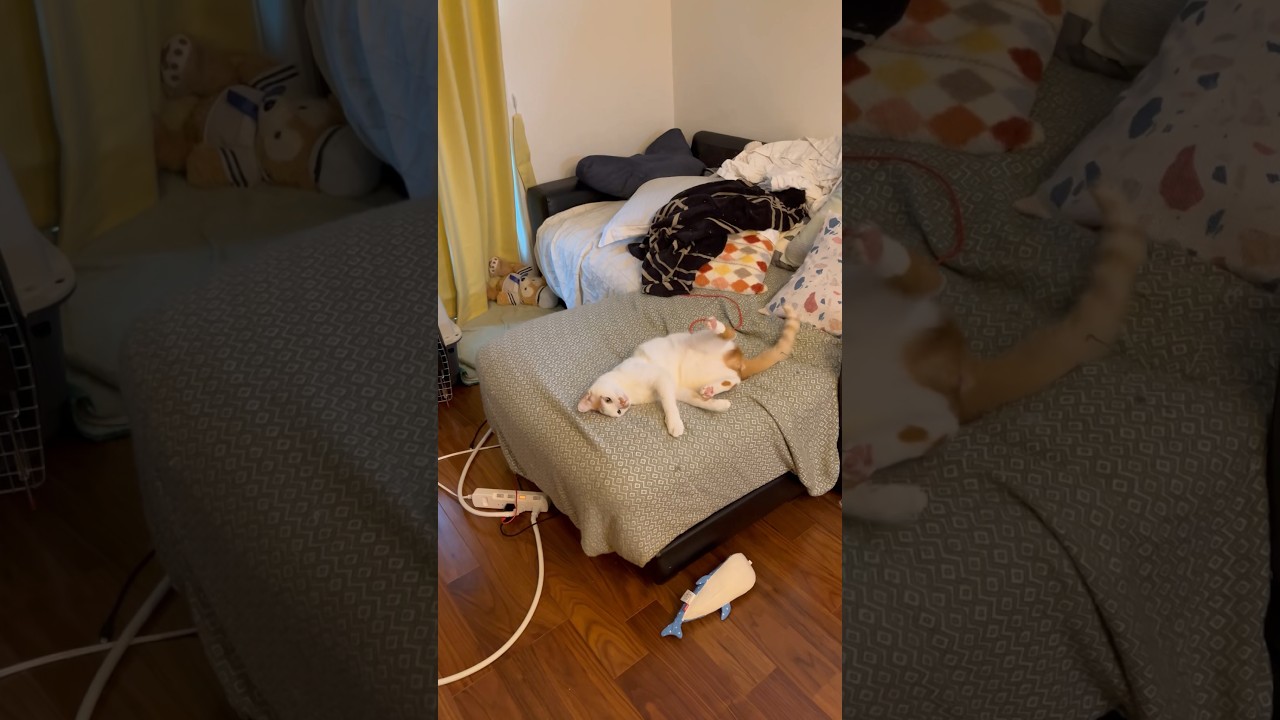 エッホエッホみんなに伝えなきゃ#cat #保護猫 #日本猫 #ねこ #猫