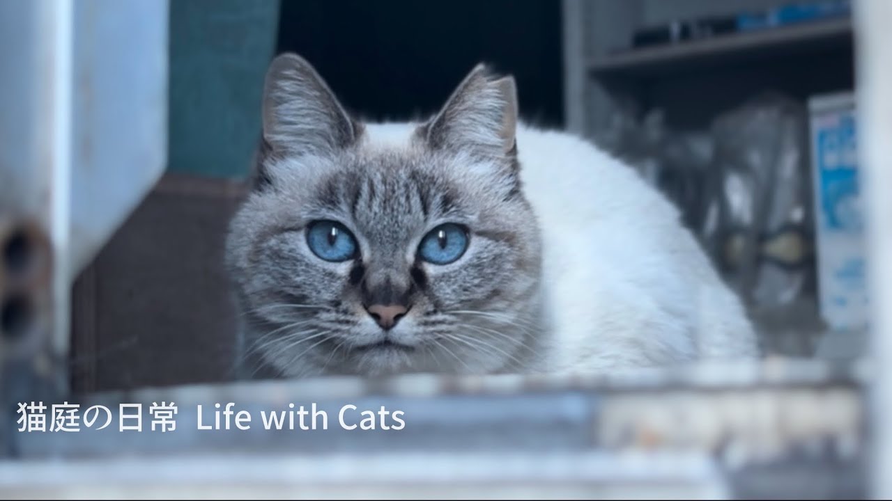 猫たちの楽園から元保護猫たちのちょっとだけ優雅な日常【プレミア公開】