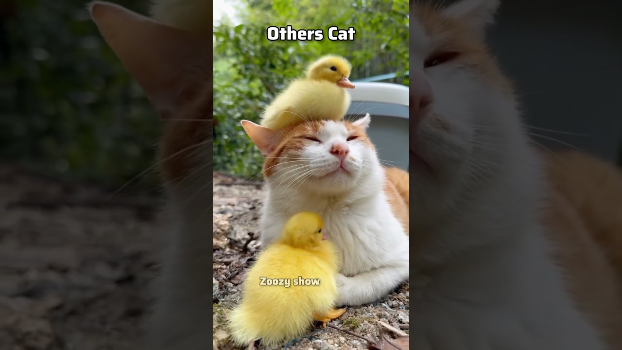 Others Pets VS my pet 😂 #cat #parrot #pets #funny #shorts