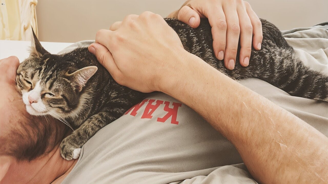Stray Kitten Chooses a Dream Family And Now Can't Stop Cuddling Them