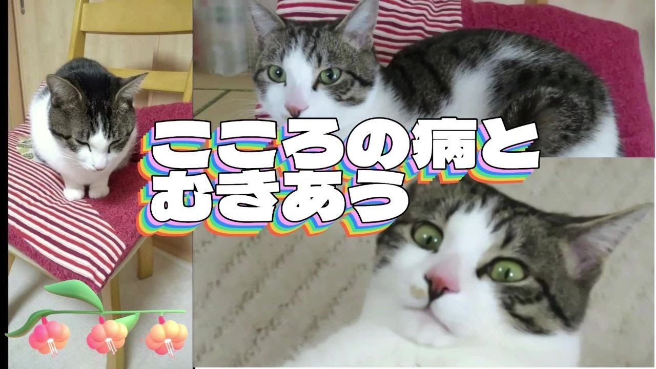 【猫飼い初心者】かわいいだけじゃない 心の病と向き合う日々 #60  More Than Just Cute: Facing Daily Struggles with Mental Illness.