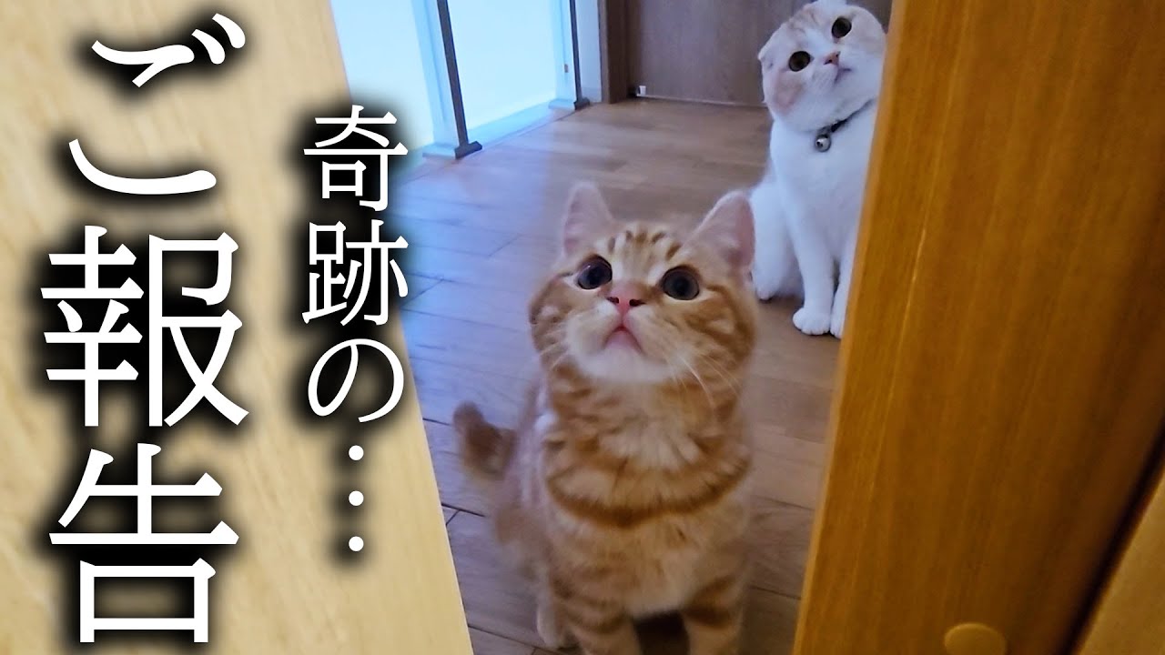 倒れたハスキー犬を子猫が徹夜で看病したら奇跡が...