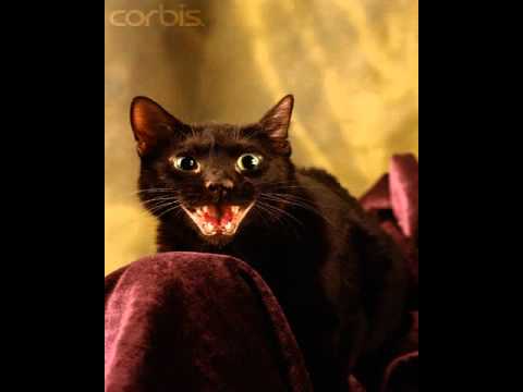 havana brown cats price