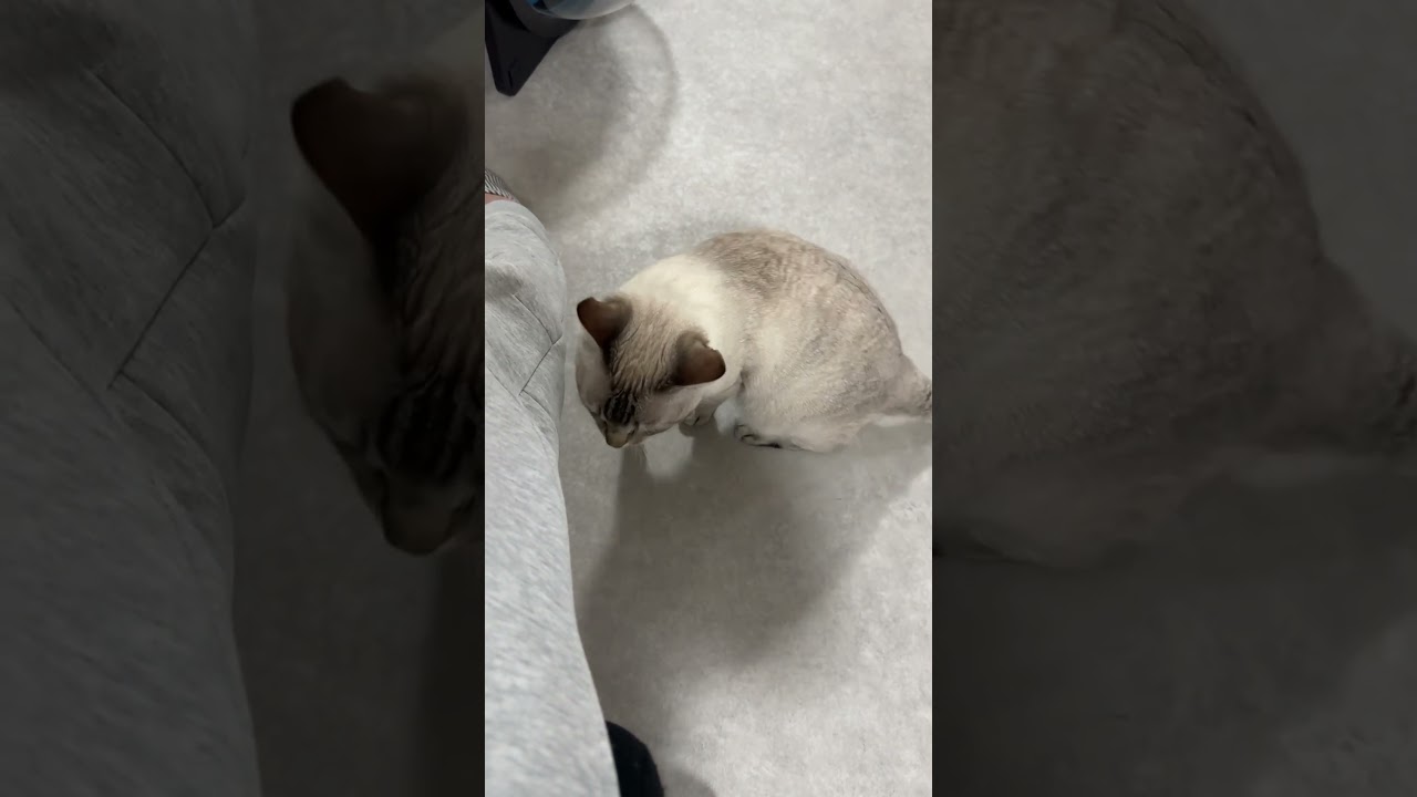 甘えん坊さん発動ですか？　#シャムトラ #元保護猫 #シャムミックス  #cat #猫耳 #kitten  #猫耳 #siamesemix