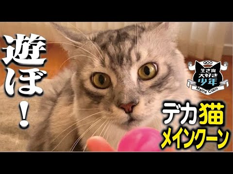 【メインクーン】ボール＆紙飛行機遊びが大好きな大型猫／子どもと仲良しで犬みたいに遊ぶよ