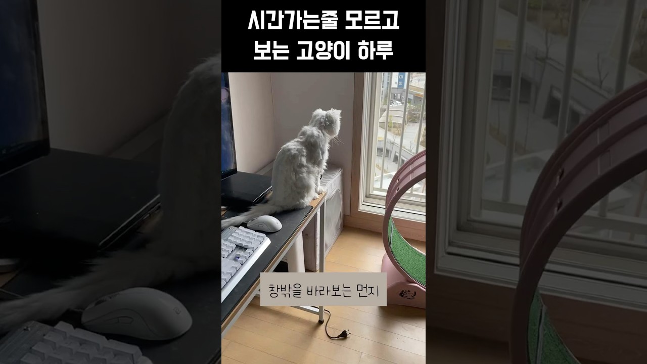 하루 종일 보고 싶은 냥이들