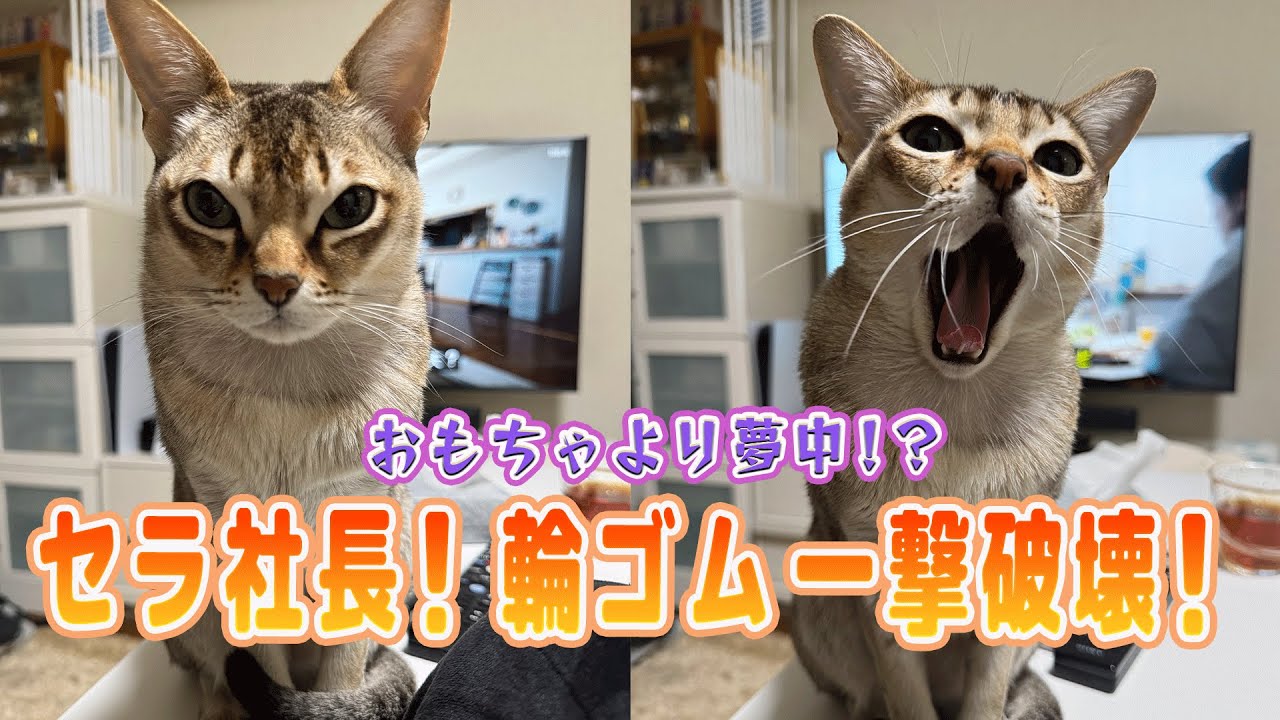 【シンガプーラ】セラ社長、輪ゴムに夢中！おもちゃより魅力的な理由とは？#cat