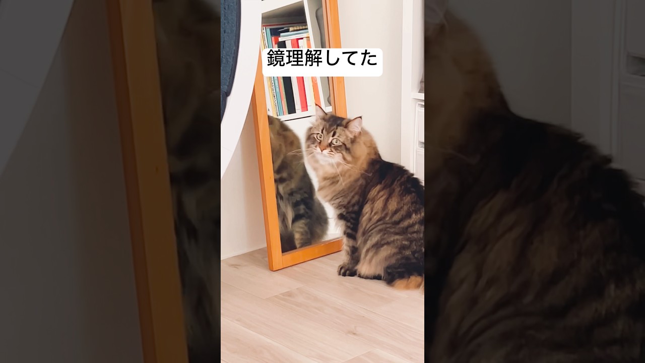 鏡を使う姿を度々観測させてくれるネコちゃん #猫 #サイベリアン #鏡