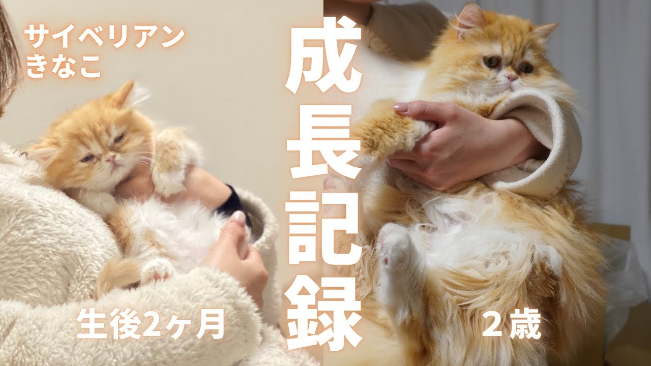 【成長記録】赤ちゃん子猫が２歳になるまで