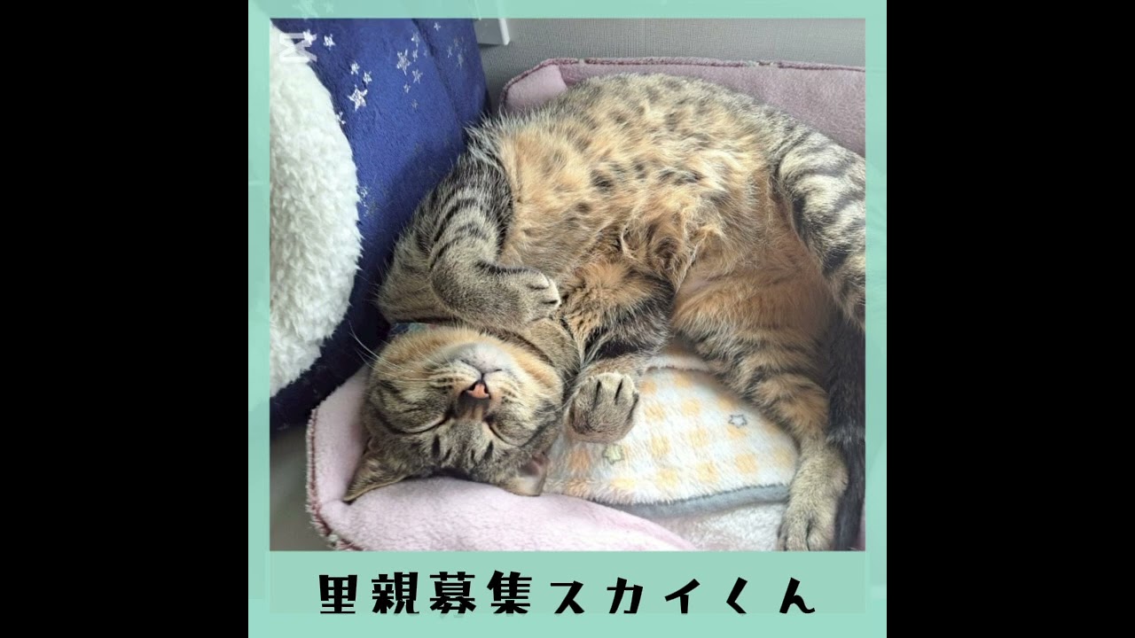里親募集キジトラスカイくん
