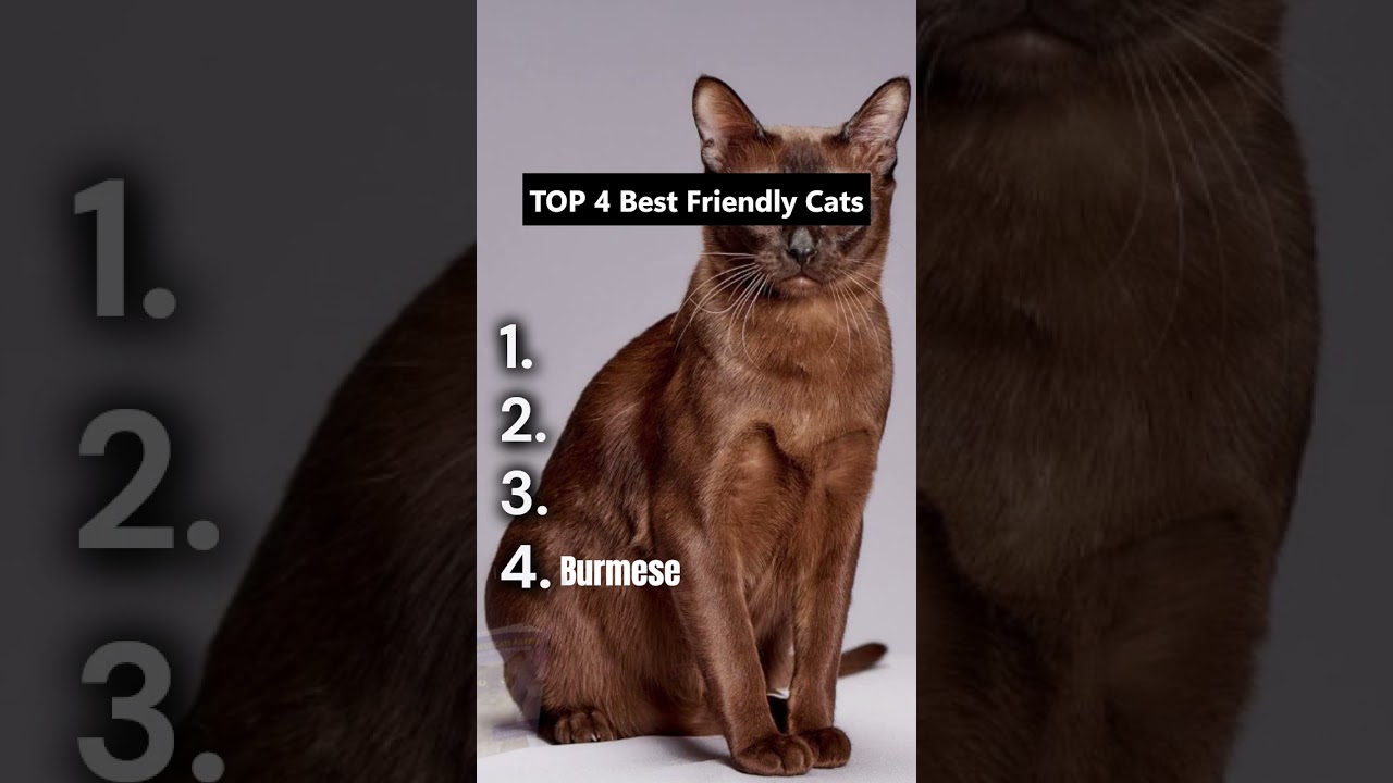 Meet the TOP 4 most affectionate cats!