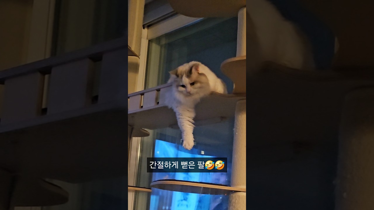 랙돌의 심기가 불편한 이유는? #고양이 #cat ##랙돌 #뱅갈고양이 #귀여운고양이 #야옹