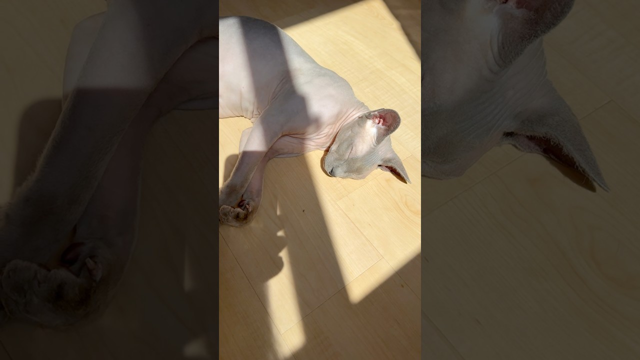 日向ぼっこしながら眠る毛のない猫【スフィンクス】
