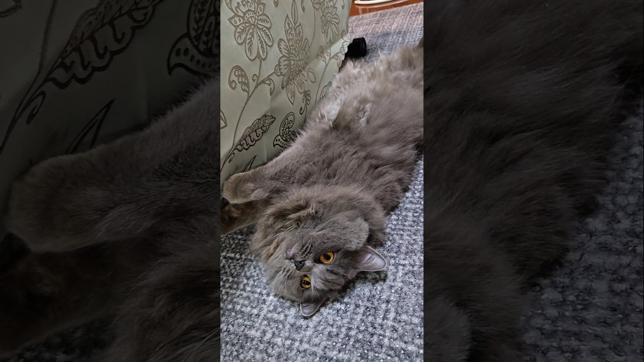 気いつけや〜( ΦωΦ )【サイベリアン・キキのKIKICHANNEL】#サイベリアン #猫 #Siberian #cat #shorts
