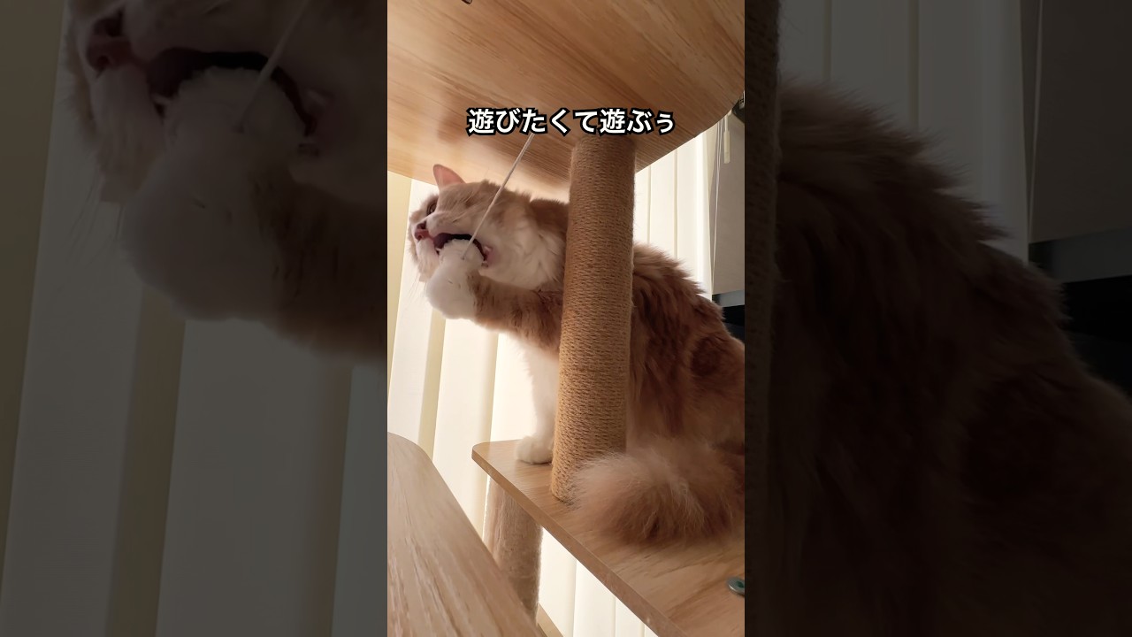 我が猫の１日🐱　#cat #サイベリアン #猫のいる暮らし #猫のいる生活 #猫好きさんと繋がりたい #今日のもうふ #愛猫 #可愛い #何してても愛しい #ねこ #大切な家族 #もふもふ #もふ猫