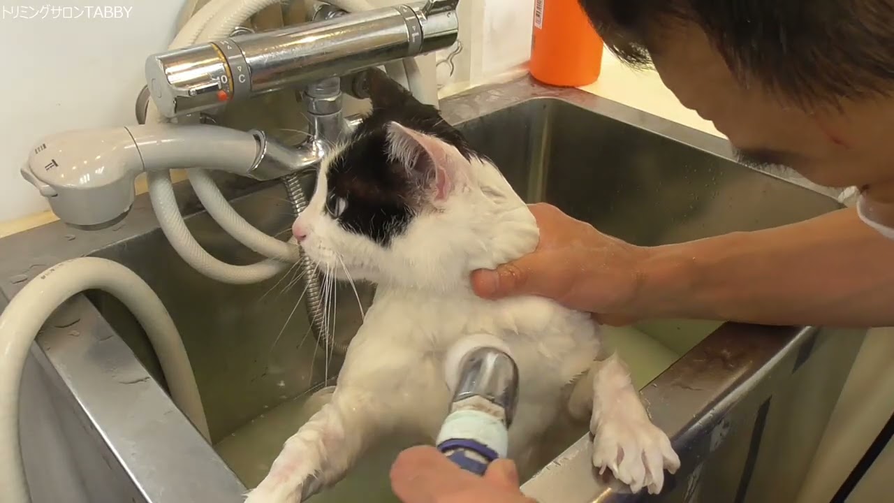 サロンでのお猫様のシャンプーをノーカット【日本猫】inマイクロバブル