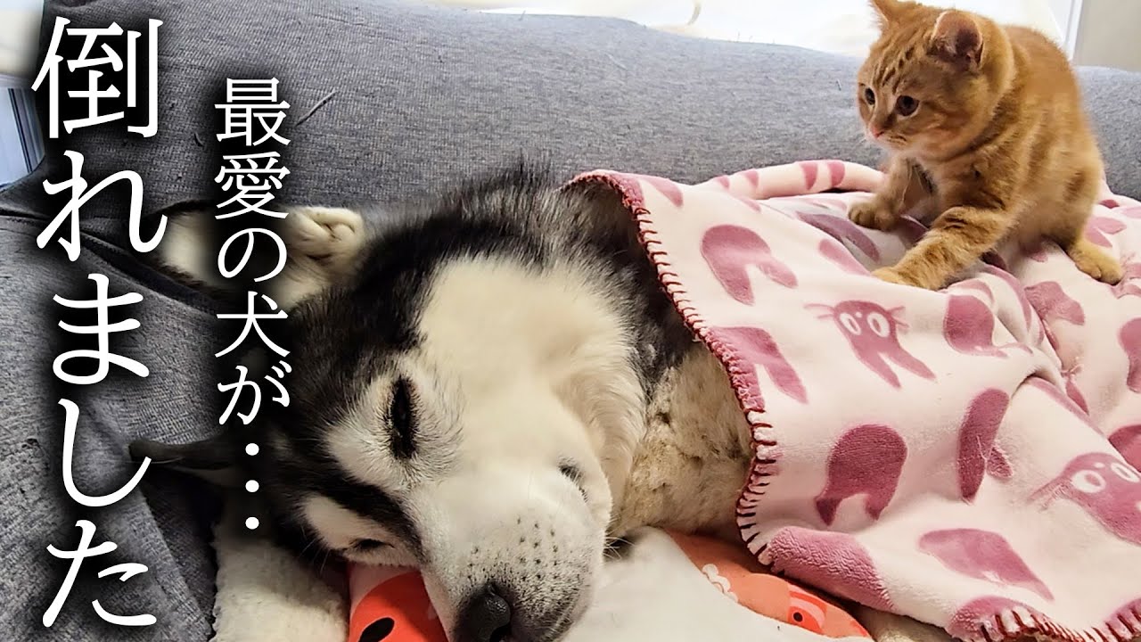 子育てで倒れてしまったハスキー犬を看病してくれる子猫が優しすぎた...