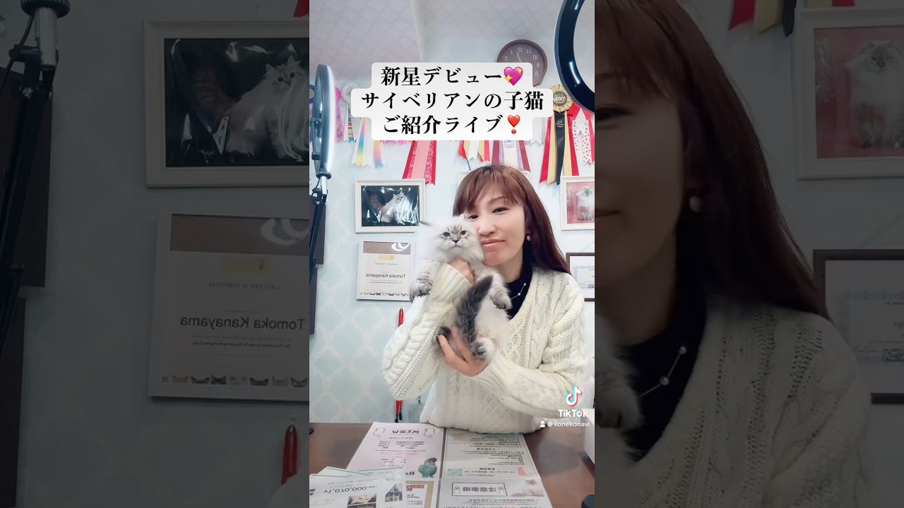 3/29 #サイベリアン の#子猫 ご紹介ライブ😻どデカいサイベリアンの子猫6頭が新星デビュー⭐️抱っこができるサイベリアンの子猫💖をお探しの方は、是非ライブをご覧下さい。#ペットショップ