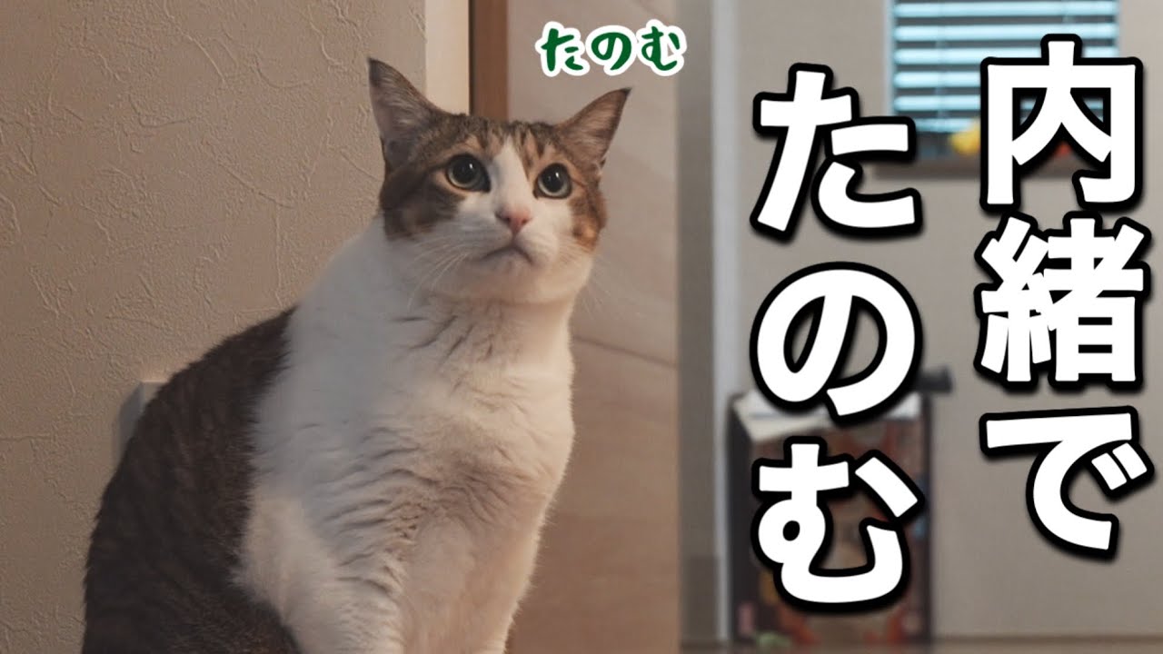 【うん○の後に…】ママが嫌がる猫の衝撃行動