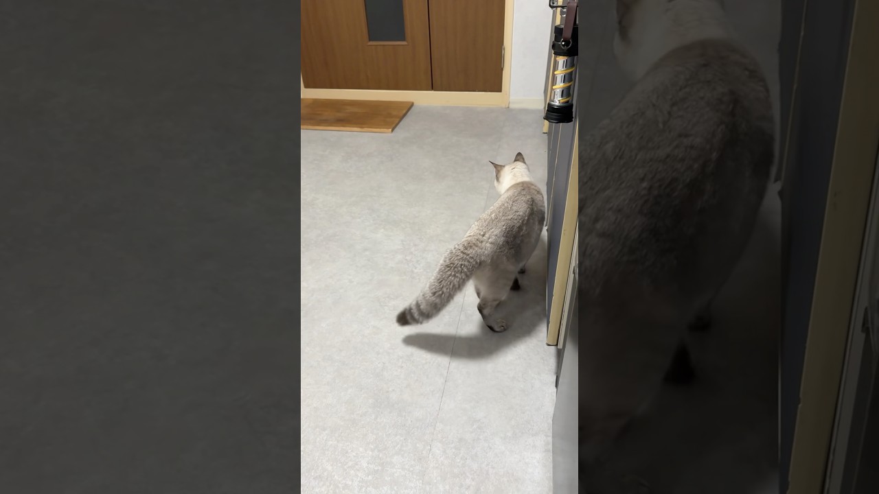 テンション上がってしっぽふわっふわ！　#シャムトラ #元保護猫 #シャムミックス  #cat #猫耳 #kitten  #猫耳 #siamesemix
