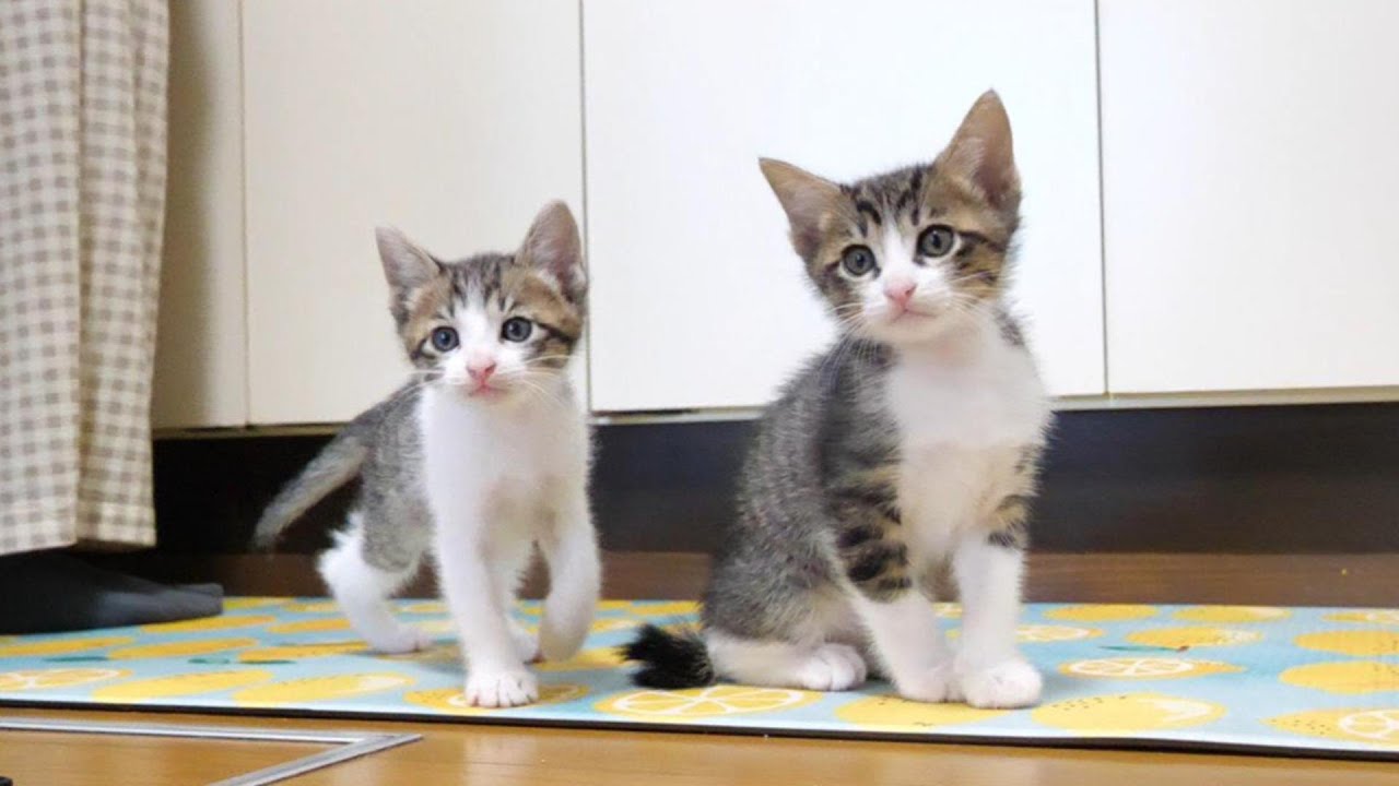 チョコンとご飯を待つ子猫かと思いきやニャーニャー隊でした。【赤ちゃん猫　保護猫】