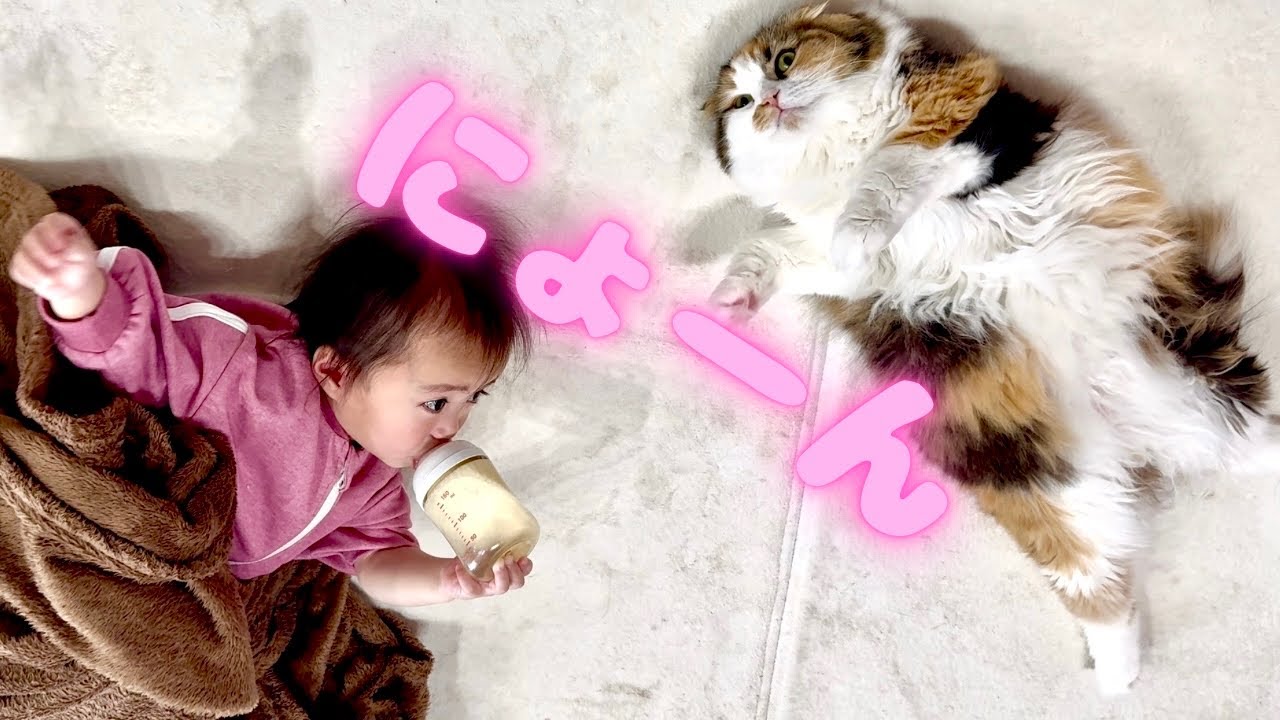 超絶塩対応の三毛猫と仲良くリラックスする１歳娘　保護猫　スコティッシュフォールド