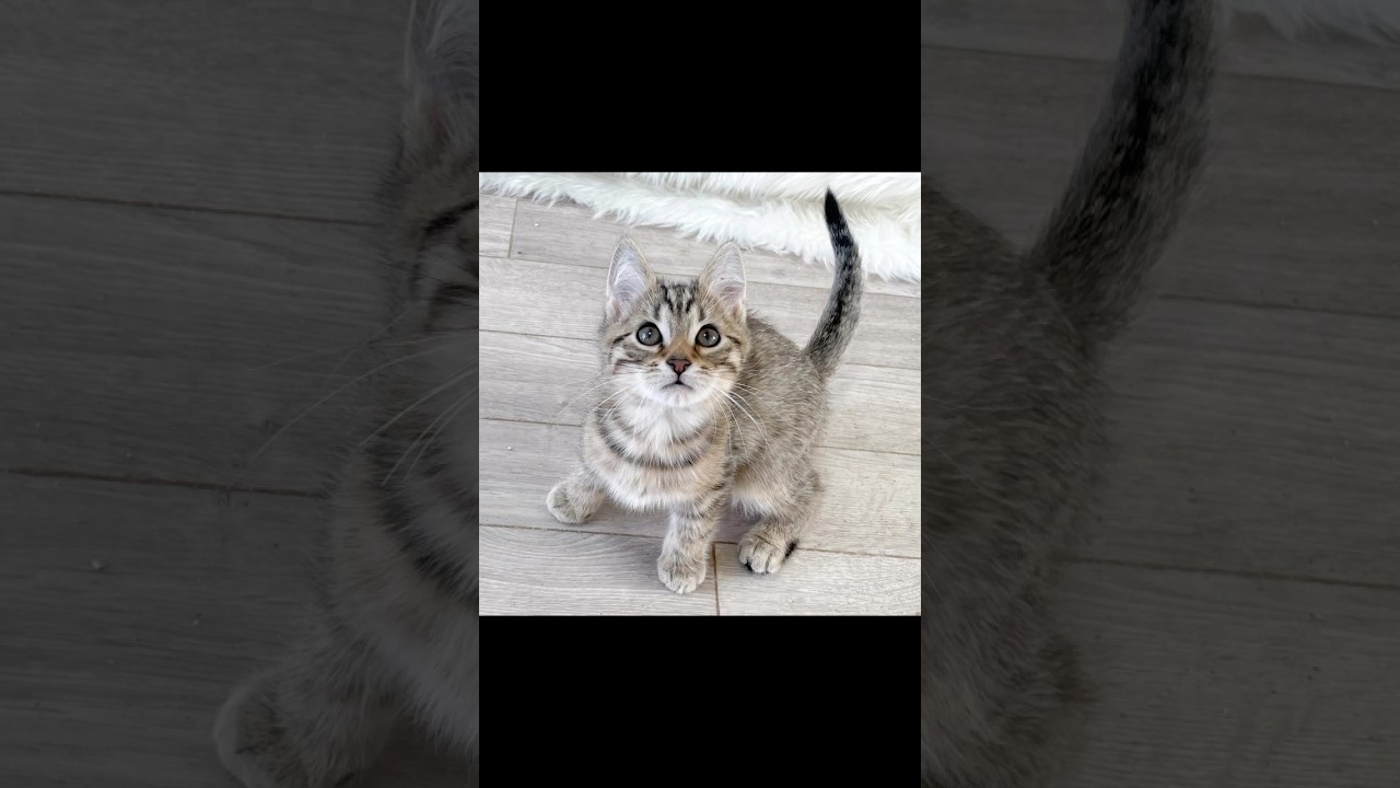 マンチカン🐱足長💓男の子 #cat #キャッテリーねこの樹 #子猫