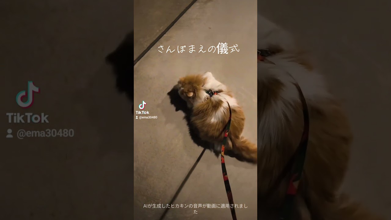 【猫のいる暮らし】#ペルシャ #cat #猫 #スコティッシュフォールド
