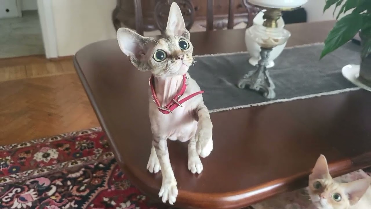 I love Devon Rex playing #cat #kitten #cute #devon #devonrex #catbaby #catbabyfunny