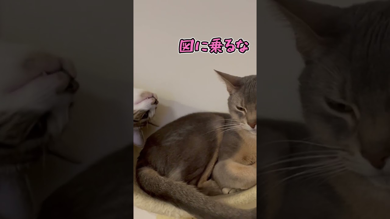 ニャン斗の拳16 ～場所獲り合戦～ shorts #猫 #アビシニアン