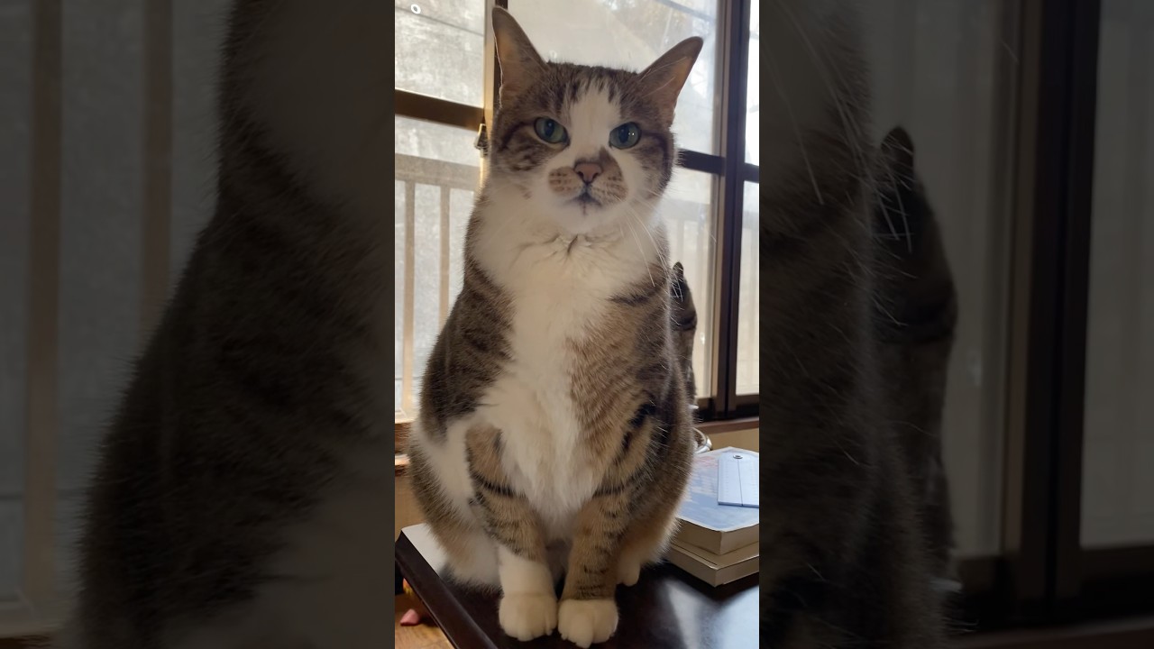 【虹の橋の猫】ももちゃんを想うボンちゃん#元気を出して #虹の橋を渡った猫 #猫#保護猫#春風 #ゆず